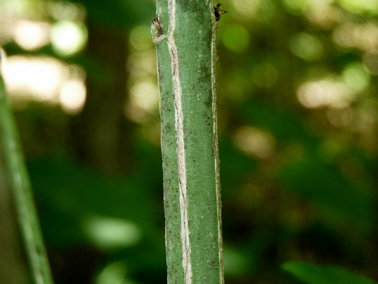 {Euonymus atropurpureus}